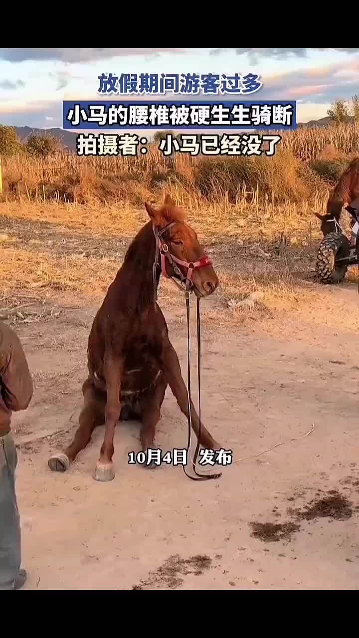 Viral Post Says Holiday Tourists Rode a Scenic Pony Until Its Spine Broke