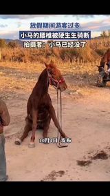 A Weibo post claiming a scenic-area pony died after holiday riders broke its back has become one of the week's most shared animal-welfare stories, with the comments turning into a public list of animal experiences many Chinese now refuse to buy.