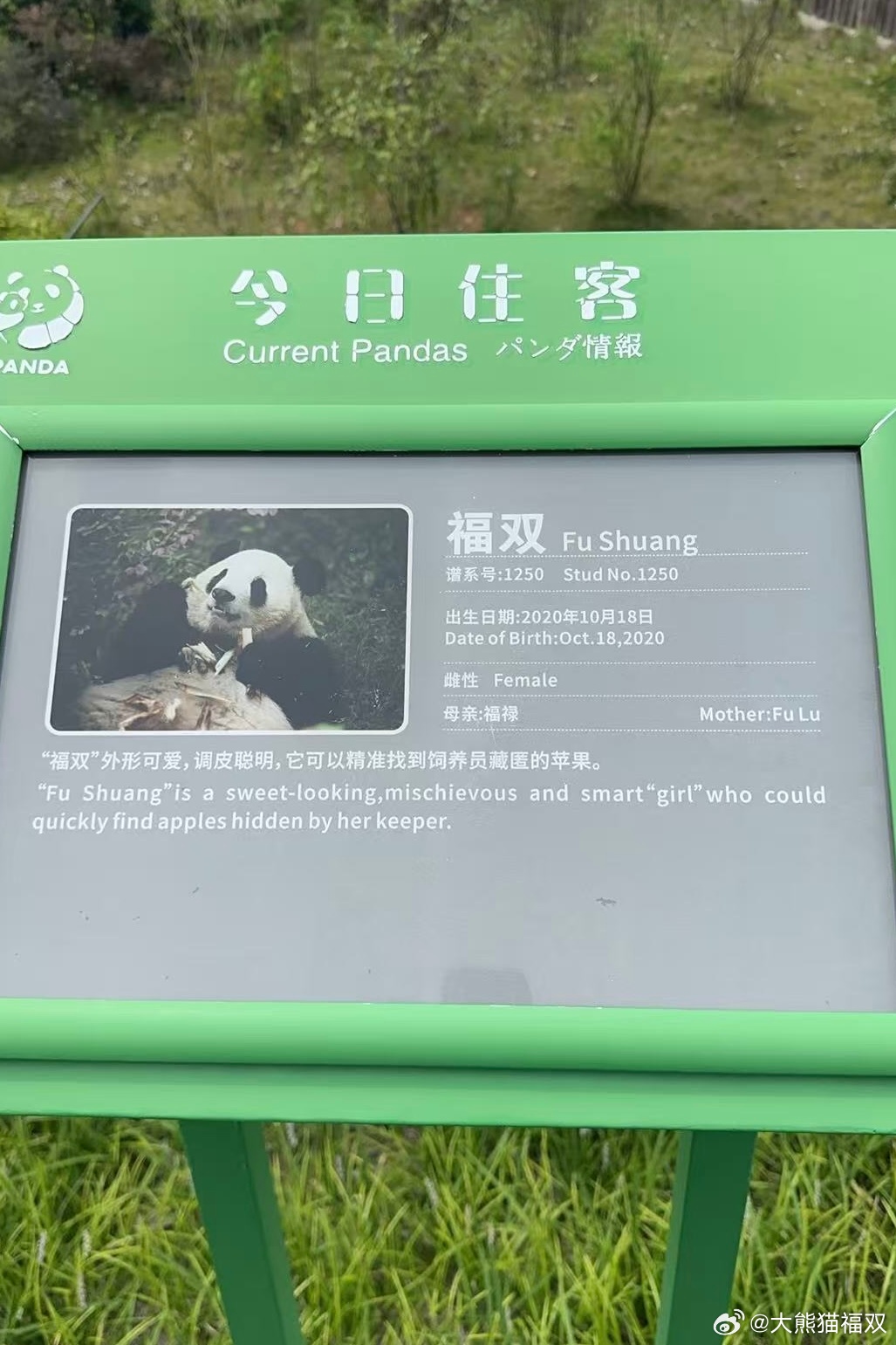 An enclosure sign identifies Fu Shuang, born October 2020, before she and her partner Pingping were taken off public display ahead of the move. Photo: @大熊猫福双