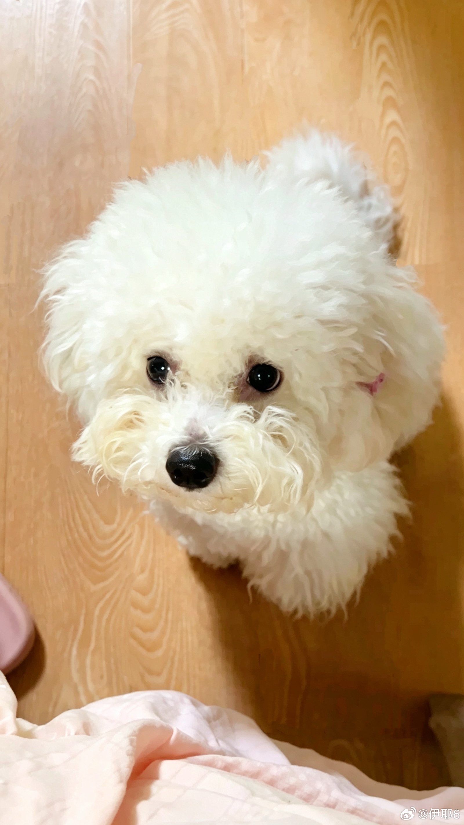 Hangzhou Restricts Dog Walking to Night Hours, and Much of China Applauds