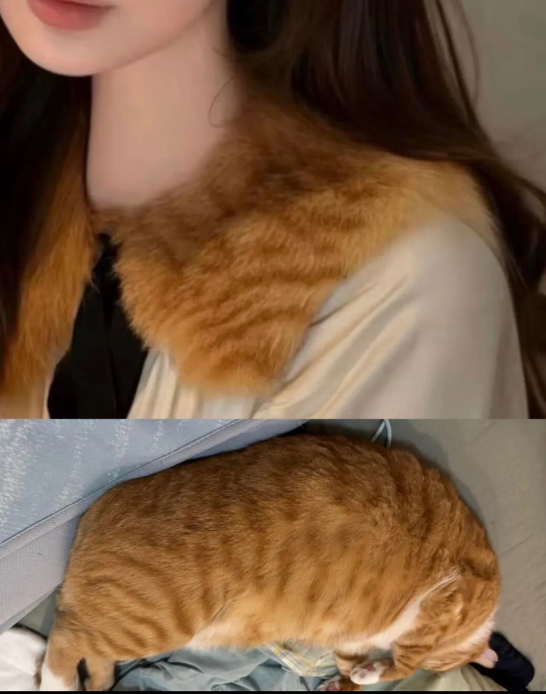 How a Fabric Label Reading '100% Tabby Cat Fur' Ended a Chinese Brand's Launch