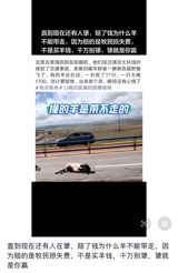 A driver on one of China's most popular self-driving routes hit a flock of sheep, paid 84,800 yuan in compensation — and was told the dead animals were not his. The reason is a corner of tort law that city drivers keep rediscovering.