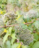 Beijing's trees are crawling with the caterpillars of the invasive fall webworm, and the city's response is biological: it has released nearly 700 million Chouioia cunea wasps this year, with 400 million more to follow from Monday — a pest-control campaign now front-page news across China.