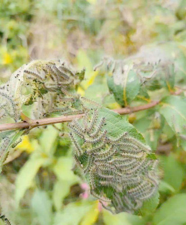 Beijing Releases 700 Million Parasitic Wasps Against an Invasive Caterpillar Wave