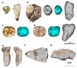 Two Nature papers published Wednesday confirm Denisovan fossils — teeth, skull fragments and the species' first known forearm bone, 167,000–134,000 years old — from Bat Cave in Yunnan, turning a genetic ghost story into China's richest archaic-human site.