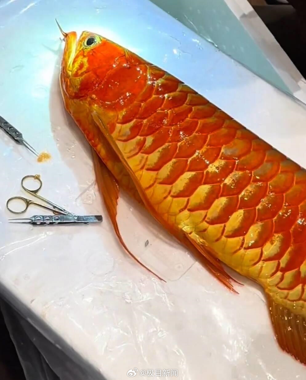 The internet has been buzzing for days about a fish that could buy a house – a champion Asian arowanda, known in Chinese as a “冠军龙鱼,” that recently underwent a delicate eye operation in Shanghai. The animal, a glossy, metallic‑scaled arowana prized by collectors, is valued at anywhere from a few hundred thousand yuan to more than a million yuan (roughly US$45,000‑$150,000), a price tag comparable to a small apartment in many Chinese cities. Yet its owner has refused offers to sell, opting instead to have the fish’s drooping eye corrected in a procedure that appears straight out of a high‑tech veterinary drama.