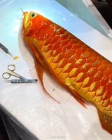 The internet has been buzzing for days about a fish that could buy a house – a champion Asian arowanda, known in Chinese as a “冠军龙鱼,” that recently underwent a delicate eye operation in Shanghai. The animal, a glossy, metallic‑scaled arowana prized by collectors, is valued at anywhere from a few hundred thousand yuan to more than a million yuan (roughly US$45,000‑$150,000), a price tag comparable to a small apartment in many Chinese cities. Yet its owner has refused offers to sell, opting instead to have the fish’s drooping eye corrected in a procedure that appears straight out of a high‑tech veterinary drama.