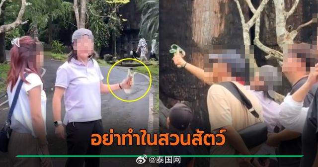 Thai Zoo Under Fire After Tourists Caught on Camera Abusing Animals with Slingshots