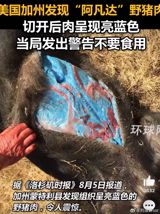 When a wildlife‑control crew in Monterey County opened the carcass of a captured boar last month, they expected the usual sight of pork‑colored meat. Instead, bright, almost otherworldly blue flesh stared back at them—a visual that instantly sparked the internet’s imagination and a flurry of alarm among authorities. The Los Angeles Times broke the story on August 5, 2024, describing how the unexpected hue prompted the company to alert Monterey County officials and the California Department of Fish and Wildlife (CDFW).