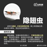 Recently, a woman in Shaanxi, China, discovered that the petals of magnolia flowers can be blown into small, white "balloons." This phenomenon has sparked surprise and curiosity among netizens. By gently blowing into the base of the petal, one can inflate it into a small, delicate "balloon." This unusual property of magnolia petals has been hailed as a "second gift" from nature, in addition to the beauty of the flowers themselves.