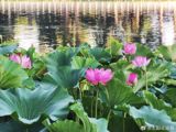 In the midst of sweltering summer heat, a beacon of positivity has emerged on Chinese social media platforms, encapsulated in the phrase "总有一些美好瞬间温暖夏日" or "There are always beautiful moments that warm the summer." This trending hashtag has garnered significant attention on Weibo, with users from all walks of life sharing their interpretations of what constitutes a "warm moment" during the summer season.