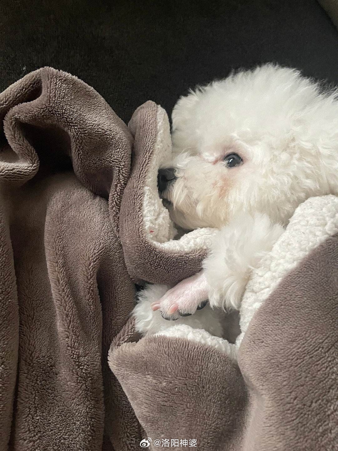 Weibo’s Viral Phrase “I’ve Somewhat Forgotten My Puppy’s Scent” Becomes a Shared Nostalgia for Pet Owners