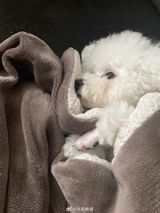 The Chinese phrase “我有点忘记小狗身上的味道了,” loosely rendered as “I’ve somewhat forgotten the scent of my puppy,” has been circulating on the micro‑blogging platform Weibo with a surprisingly resonant emotional punch. Though it does not anchor itself to any single news event, the line has become a touchstone for a wave of personal reflections that reveal how sensory memory—particularly the smell of a beloved pet—can linger in the heart even as the physical impression fades.
