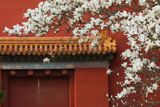 The phrase "chūn jiāng shuǐ nuǎn yā xiān zhī" or "spring river water warm, ducks first know," originated from a Tang poem, was once merely a description of the arrival of spring. However, on today's social media platforms, it has been breathed new life into, becoming a symbol for people to capture the essence and beauty of spring. As the traditional Chinese "Flower Festival" or "Huā Cháo Jié" approaches, marked by the blooming of flowers and the awakening of nature, people are taking to the internet to share their experiences and photos of the season's vibrant scenery. From the blooming of yulan flowers to the gentle sway of willow trees along the riverbanks, the signs of spring are in full display, inviting all to revel in its splendor.
