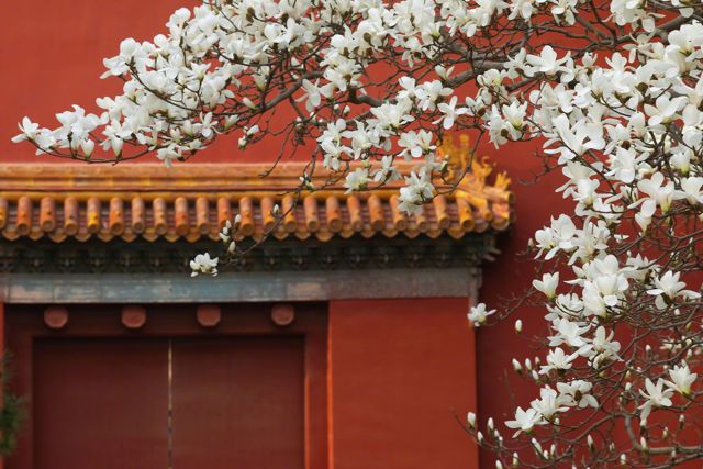 Spring Awakens: How a Classic Chinese Phrase Came to Life on Social Media