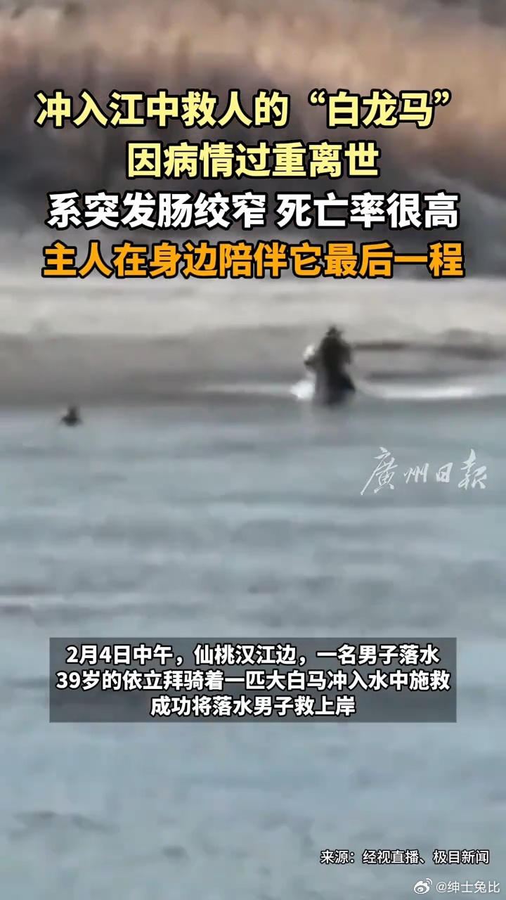 Heroic Horse Dies After Saving Man from Drowning in River