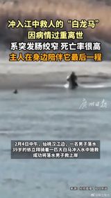 A heart-wrenching story has unfolded in Hubei's Xiantao, where a heroic horse named "White Dragon" tragically passed away after saving a man from drowning in the Han River. This remarkable tale of bravery and sacrifice has captured the hearts of countless netizens, who are now mourning the loss of this extraordinary animal. On February 4th, a man fell into the Han River in Xiantao, prompting his daughter to attempt a rescue. Fortunately, a group of passersby, including a man named Yilixi Bai, who was riding White Dragon, sprang into action. Yilixi Bai bravely rode White Dragon into the river, where they successfully rescued the stranded man with the help of another swimmer, Liu Hangzhou.