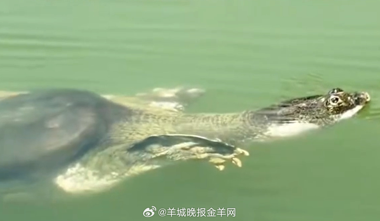 Last of Its Kind: The Desperate Fight to Save the Yangtze Giant Softshell Turtle