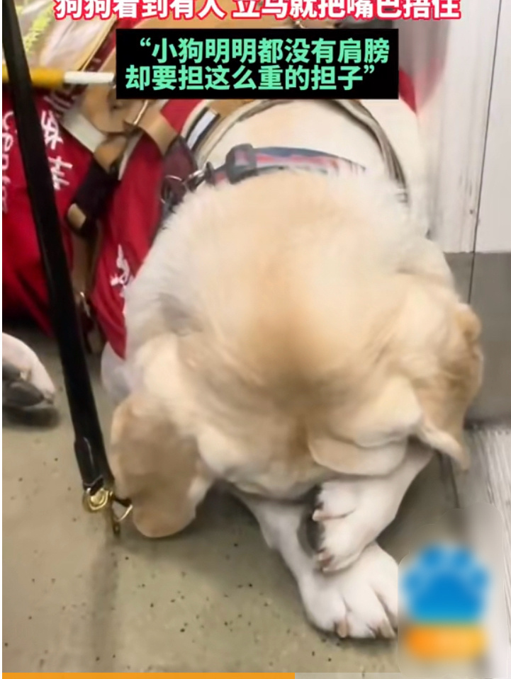 Guide Dog's Selfless Act on Crowded Subway Wins Hearts and Sparks Important Conversation