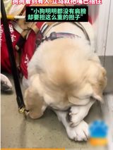 A heartwarming scene unfolded on a crowded subway train, where a guide dog was spotted gently covering its own mouth, showcasing exemplary self-control and courteous behavior. This poignant moment, which has been widely shared on social media, has sparked a heated discussion among netizens about the impressive intelligence, loyalty, and instincts of guide dogs. The canine's actions have not only warmed the hearts of many but have also raised important questions about the remarkable abilities of these specially trained animals and the vital role they play in assisting individuals with visual impairments. With over 17 million people in China living with visual disabilities, the importance of guide dogs cannot be overstated.