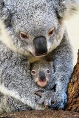 In a shocking and highly controversial move, the Australian government has deployed helicopters to cull approximately 750 koalas in the state of Victoria. The cull, which was carried out in the Bulga National Park, was initially intended to be a mercy killing to put an end to the suffering of the koalas, whose habitats were destroyed by a devastating bushfire. However, the method used has sparked outrage and criticism from animal welfare groups and conservation organizations, who argue that the approach is inhumane and unnecessary. The incident has raised concerns about the government's decision-making process and the fate of Australia's iconic and endangered koala population.