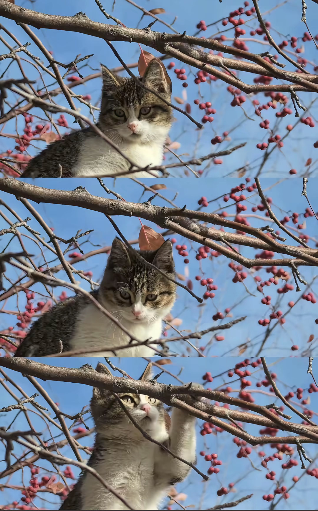 The recent passing of "悟空" (Wùkōng), a beloved cat who had gained a massive following online for its endearing companionship with blogger "赵朔西行漫记" (Zhào Shuò Xī Xíng Màn Jì), has sent shockwaves through the Chinese internet. The cat's demise in a car accident on April 15 has sparked an outpouring of grief and condolences from fans, with many expressing their sadness and regret over the loss of this charismatic feline.