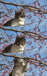 The recent passing of "悟空" (Wùkōng), a beloved cat who had gained a massive following online for its endearing companionship with blogger "赵朔西行漫记" (Zhào Shuò Xī Xíng Màn Jì), has sent shockwaves through the Chinese internet. The cat's demise in a car accident on April 15 has sparked an outpouring of grief and condolences from fans, with many expressing their sadness and regret over the loss of this charismatic feline.