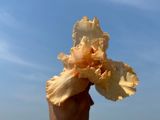 As the weather warms up in spring, people start to pay attention to the concept of "春捂" (chūn wǔ), which roughly translates to "spring preservation" or "spring wrapping up." But what exactly is "春捂," and why is it necessary? This tradition is rooted in the idea that preserving bodily heat during this period can help prevent various health issues, especially those related to the cardiovascular system. The reason behind the recommendation to "春捂" lies in the human body's response to cold temperatures. When exposed to low temperatures, the body tries to conserve heat by constricting blood vessels, which can lead to increased blood pressure and a higher risk of cardiovascular events such as heart attacks and strokes.