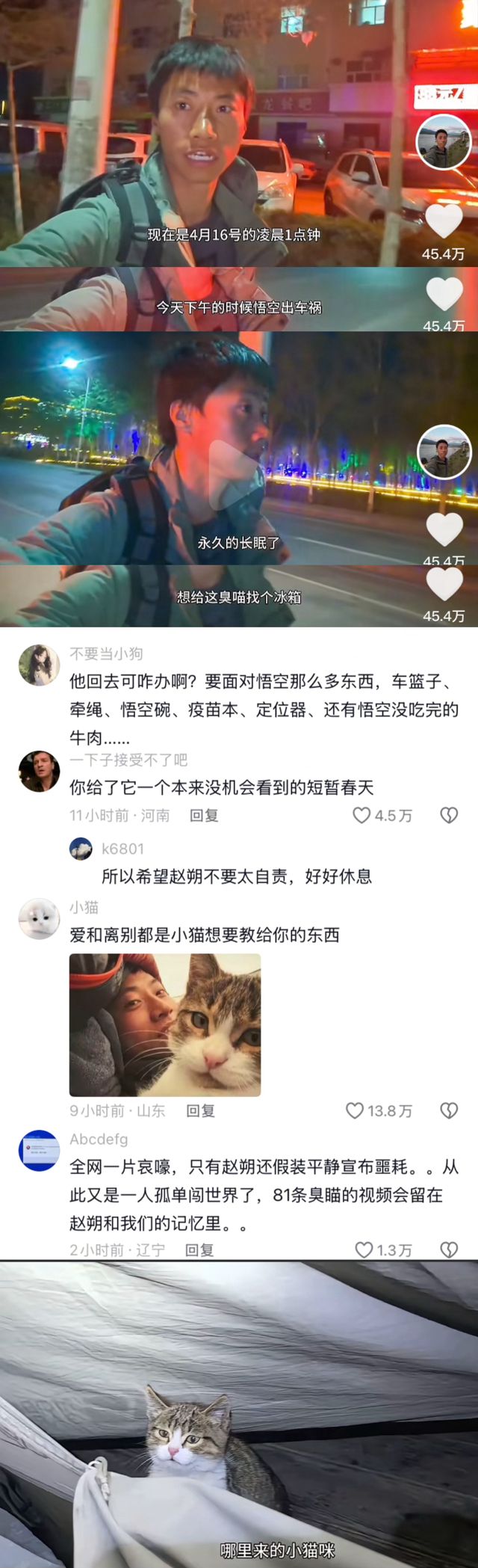 Internet-Famous Cat Wukong's Tragic Death Sparks Outpouring of Grief and Reflection