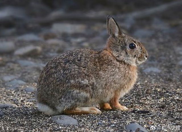 Colorado’s “Tentacled” Rabbits Trigger Social‑Media Buzz, but Vets Say It’s a Known Virus, Not a Zombie Outbreak.