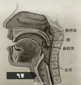 A recent tragedy has brought attention to the dangers of acute epiglottitis, a condition that can progress rapidly and have fatal consequences if left untreated. A 26-year-old woman died just 10 minutes after seeking medical attention for a sore throat, which was later diagnosed as acute epiglottitis. This condition is a severe and potentially life-threatening inflammation of the epiglottis, a leaf-like structure located at the entrance of the larynx, which can swell and obstruct the airway, leading to respiratory distress and potentially fatal consequences.